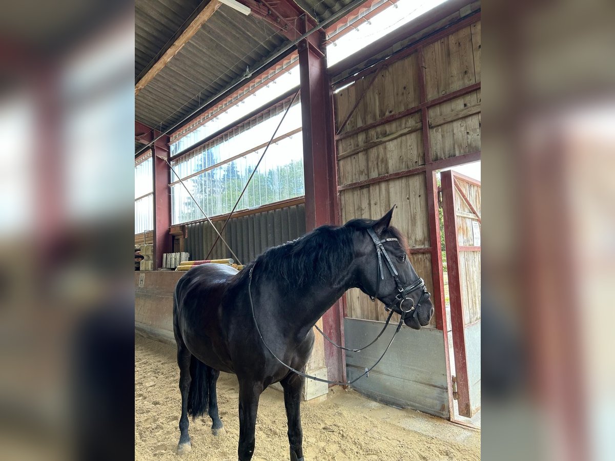 PRE Mestizo Caballo castrado 8 años 160 cm Negro in Grüningen