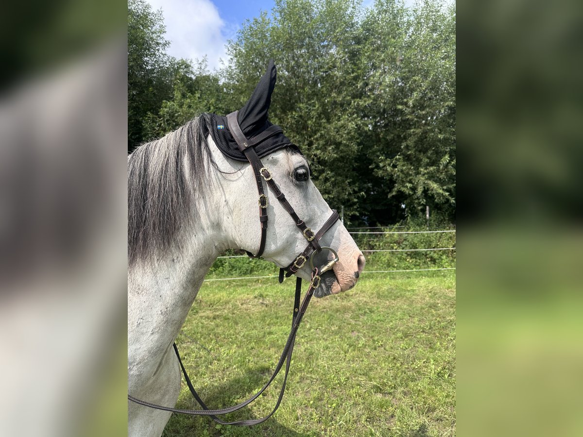 PRE Mestizo Caballo castrado 8 años 160 cm Tordo rodado in Harthausen