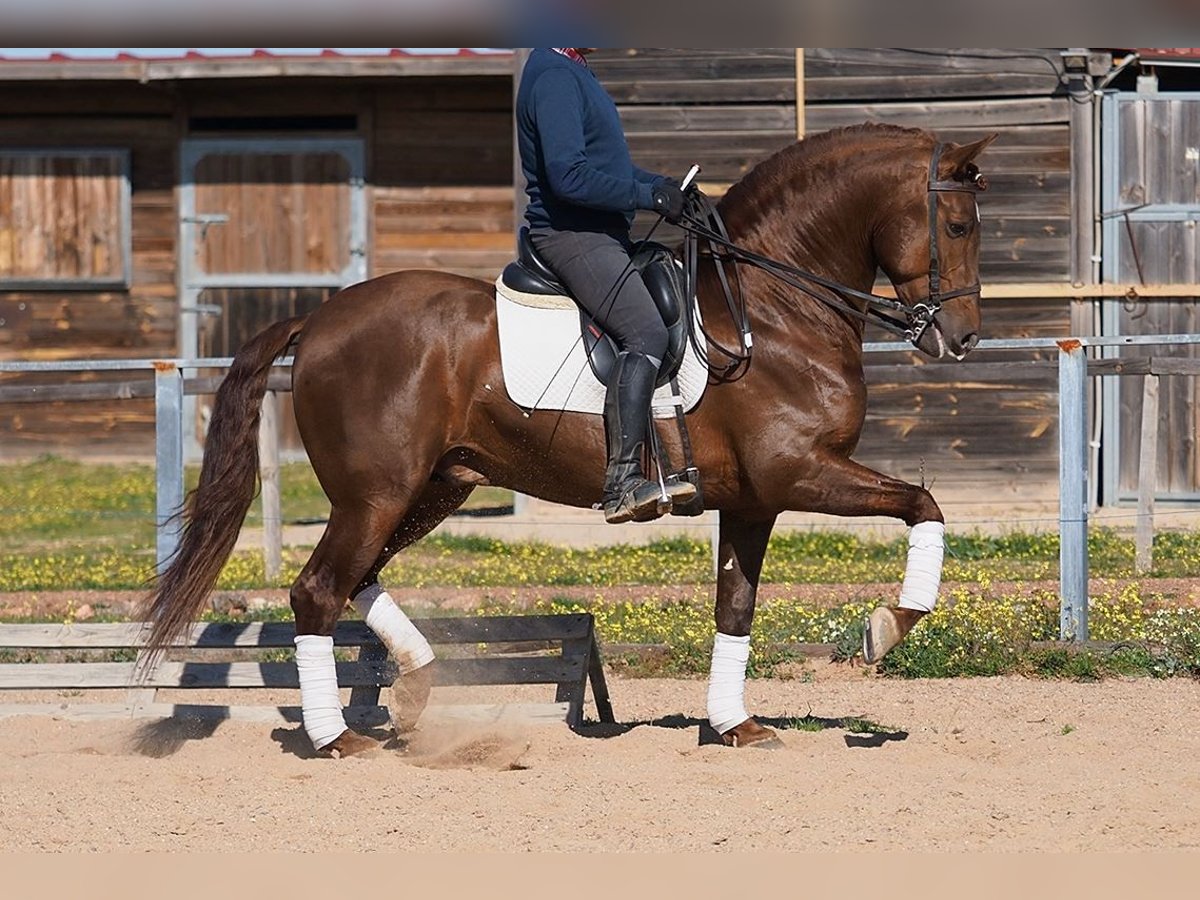 PRE Caballo castrado 8 años 161 cm Alazán in Korneuburg