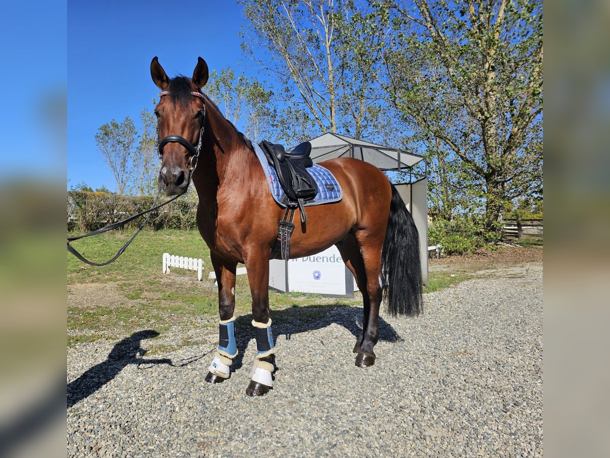 PRE Caballo castrado 8 años 162 cm in Quargnento