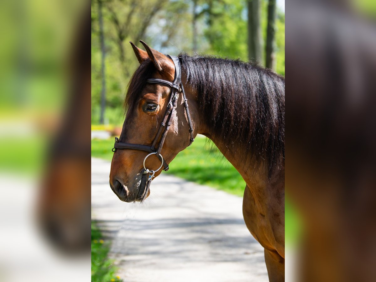 PRE Caballo castrado 8 años 162 cm Castaño in Lubstów