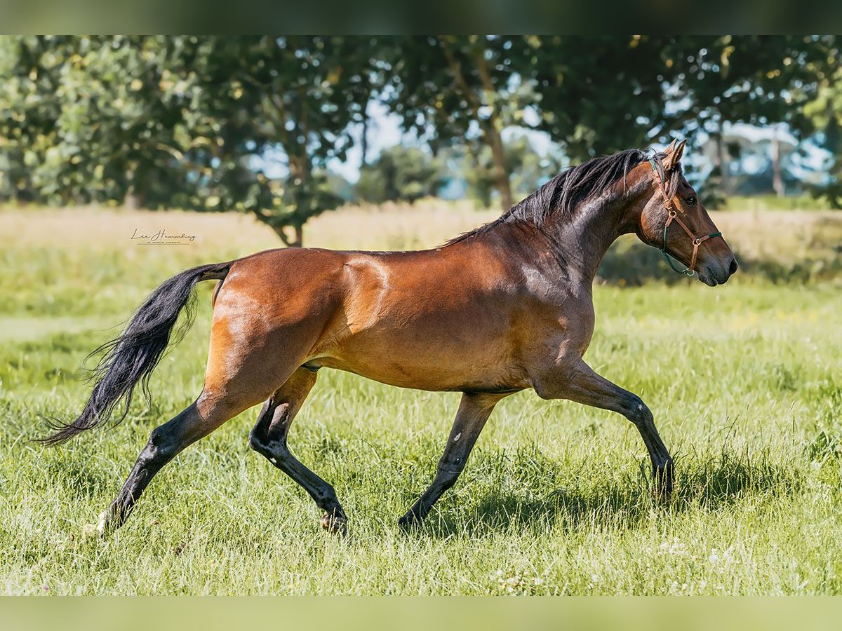 PRE Mestizo Caballo castrado 8 años 162 cm Castaño in Hinterhagen