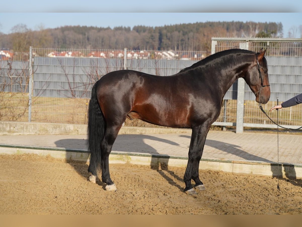 PRE Caballo castrado 8 años 162 cm Morcillo in Krumbach