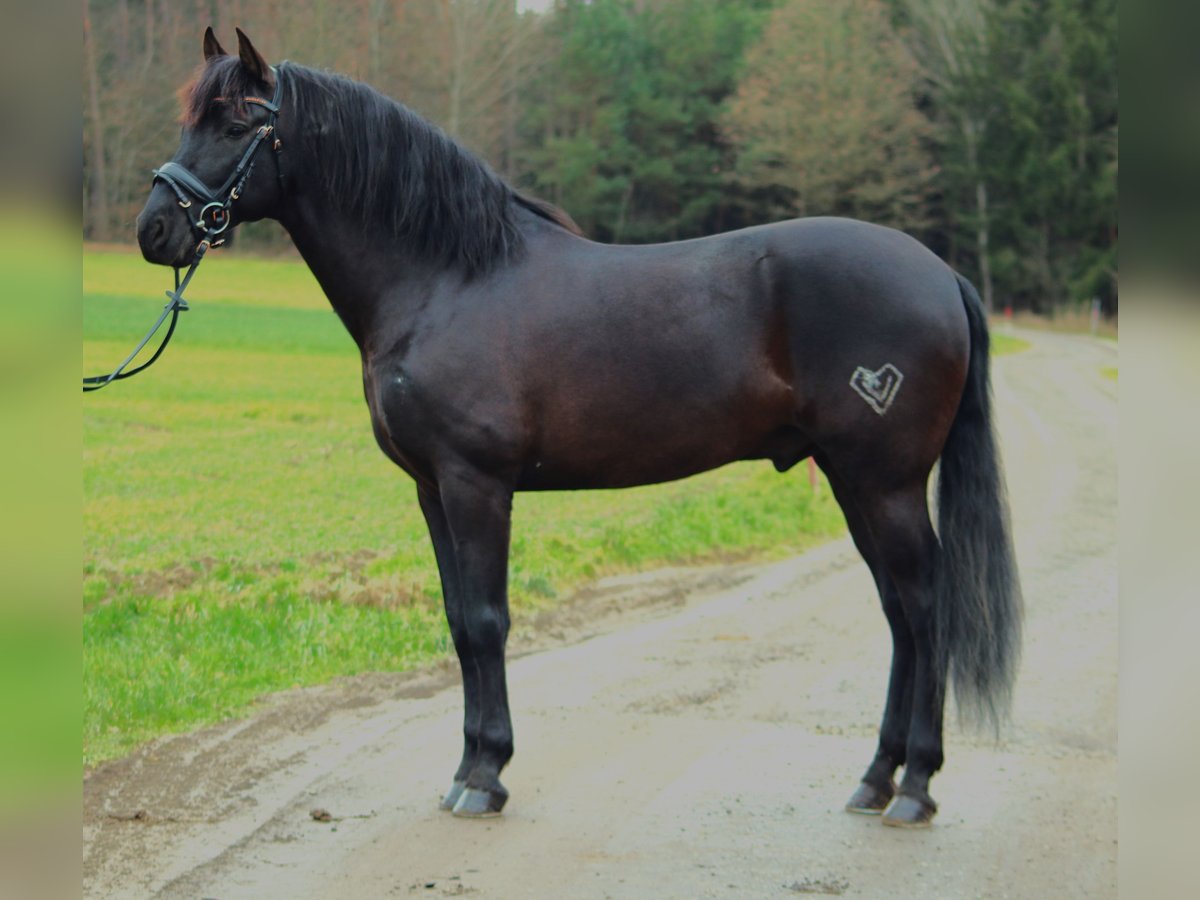 PRE Mestizo Caballo castrado 8 años 163 cm Negro in Johanniskirchen