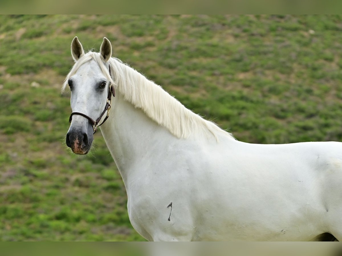 PRE Caballo castrado 8 años 163 cm Tordo in Manilva