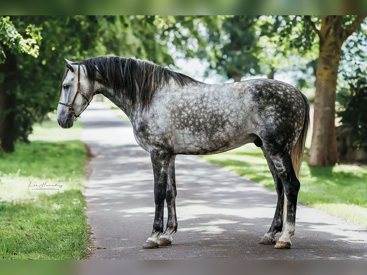 PRE Mestizo Caballo castrado 8 años 163 cm Tordo rodado in Bötersen