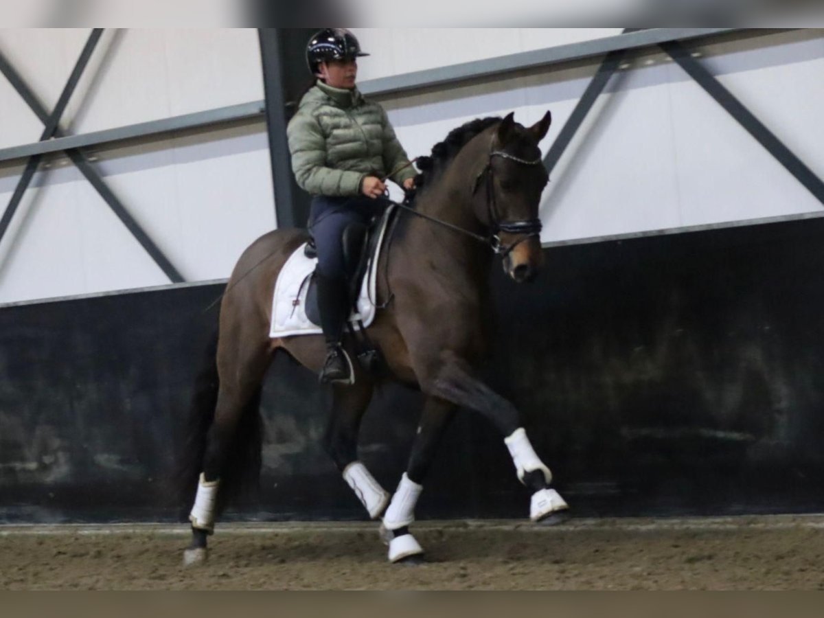 PRE Caballo castrado 8 años 164 cm Castaño in Sm