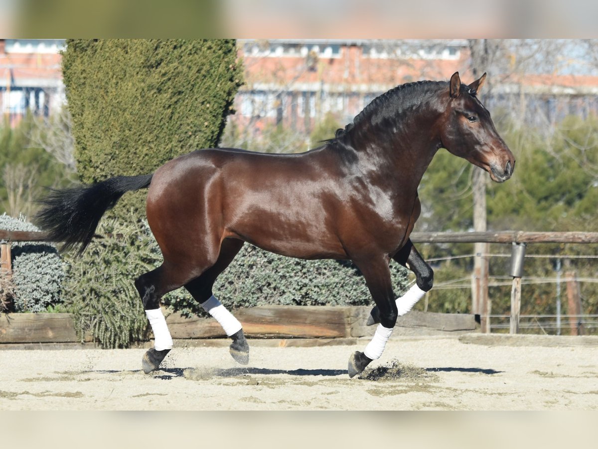 PRE Mestizo Caballo castrado 8 años 164 cm Castaño in Freiberg am Neckar