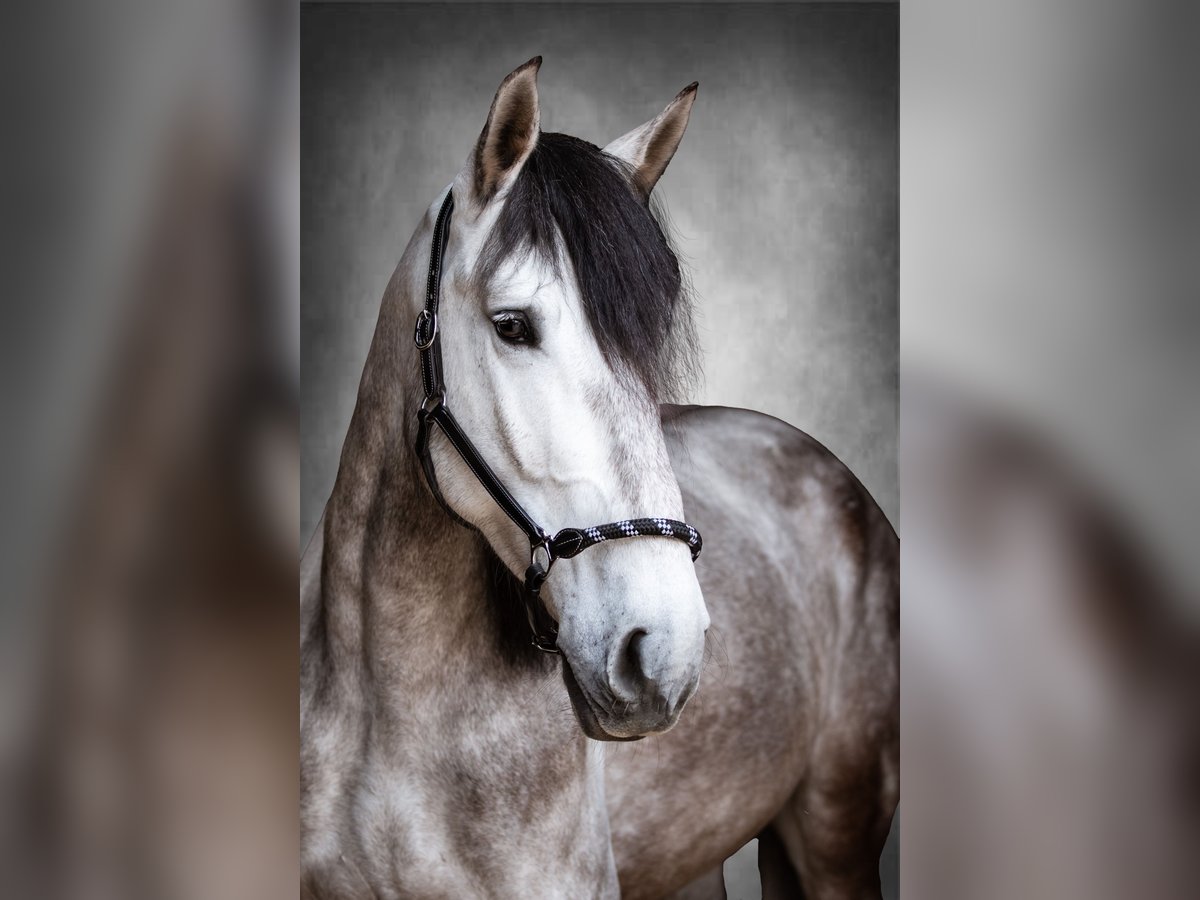 PRE Mestizo Caballo castrado 8 años 166 cm Tordillo negro in Eckental