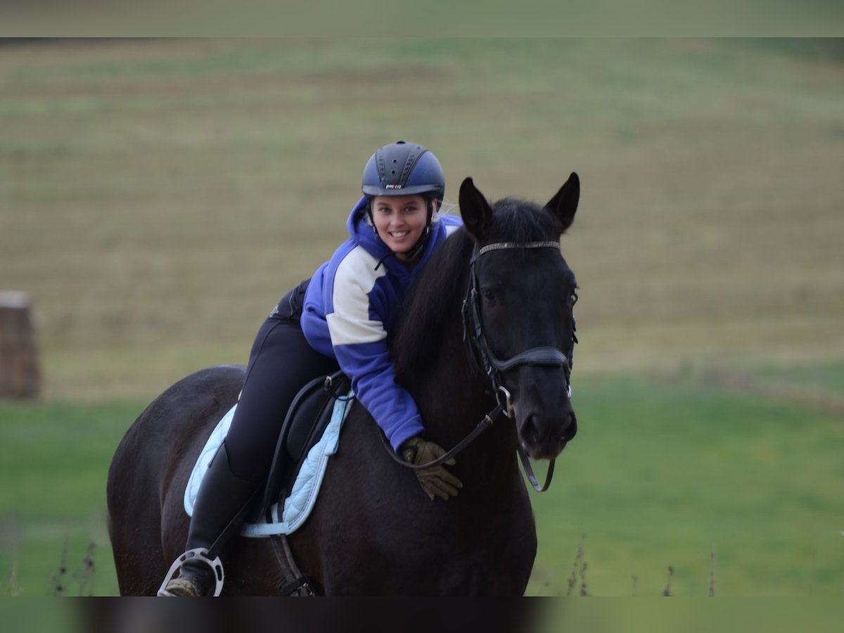 PRE Mestizo Caballo castrado 8 años 167 cm Negro in Grebenhain