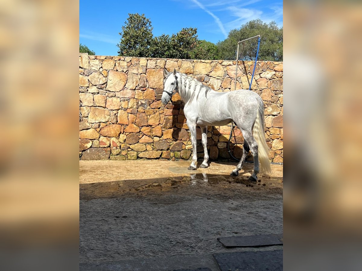 PRE Caballo castrado 8 años 167 cm Tordo in Tarifa