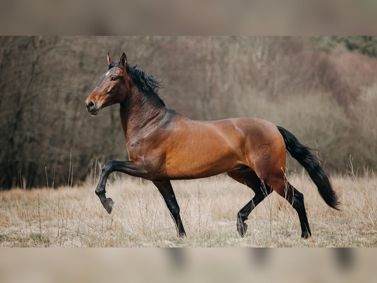 PRE Mestizo Caballo castrado 8 años 168 cm Castaño rojizo in NAVAS DEL MADRONO