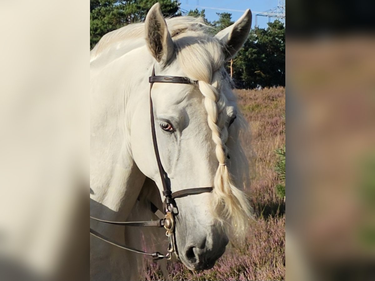 PRE Caballo castrado 8 años 168 cm Tordo in Herzogenaurach