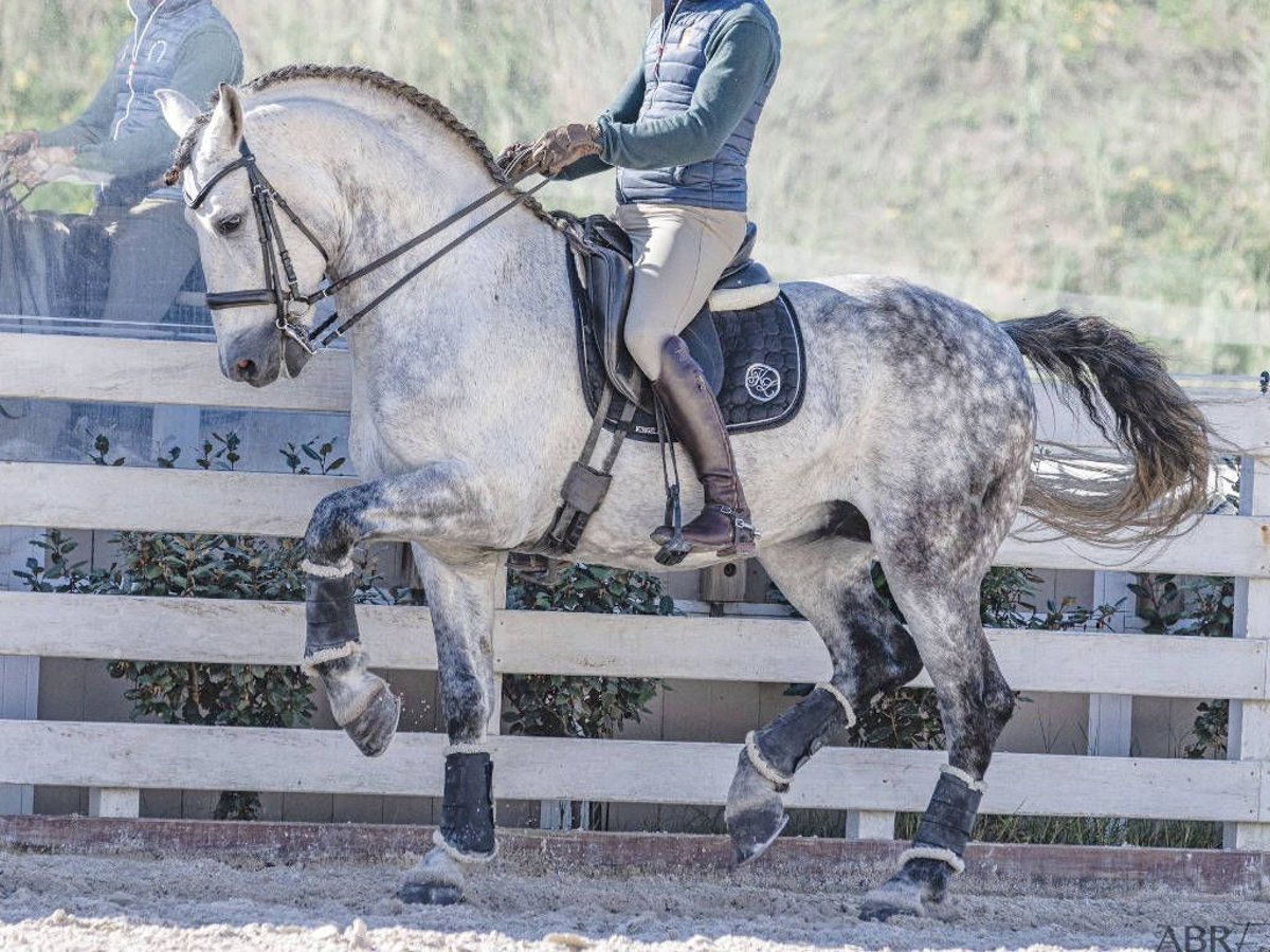 PRE Mestizo Caballo castrado 8 años 168 cm Tordo rodado in Navas Del Madroño