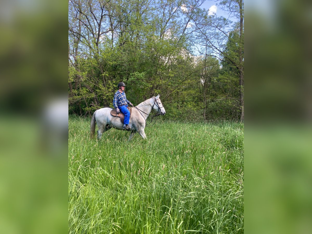 PRE Mestizo Caballo castrado 8 años 172 cm Tordo in Borken
