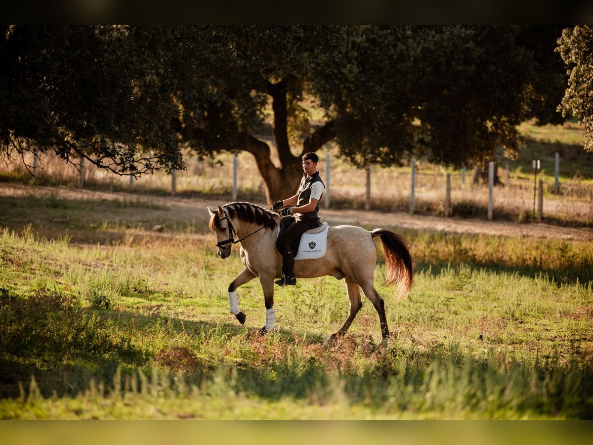 PRE Caballo castrado 8 años Bayo in SALAMANCA