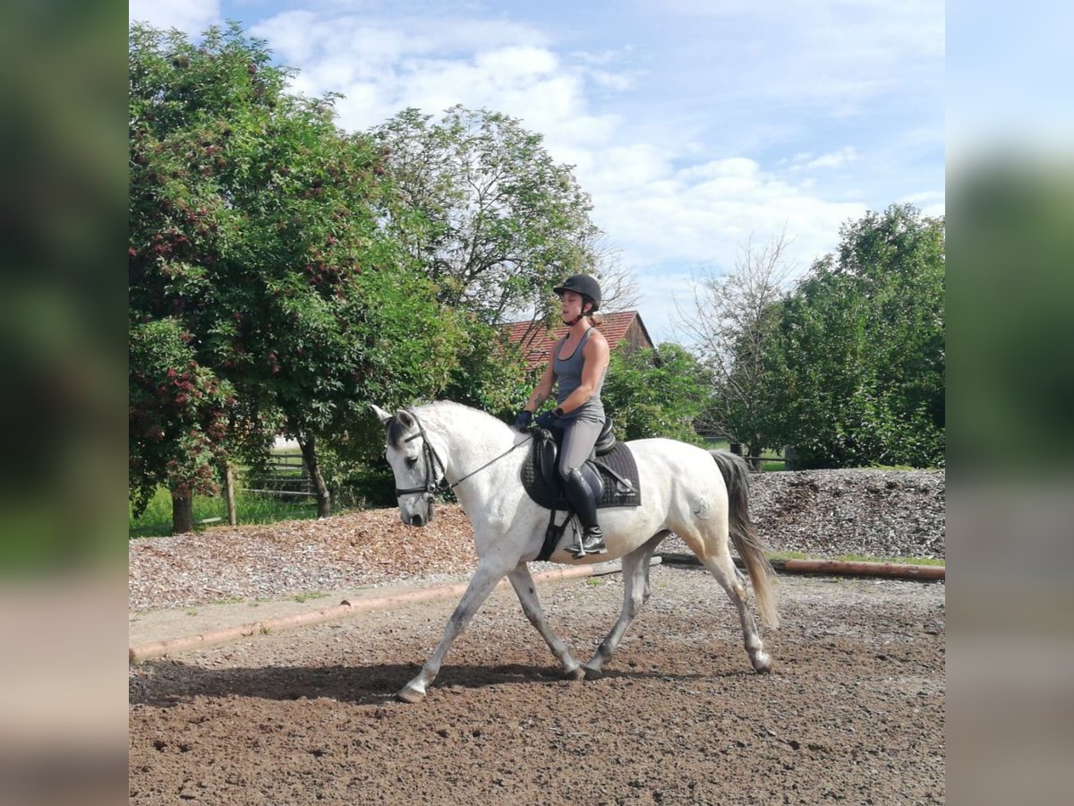 PRE Mestizo Caballo castrado 9 años 155 cm Tordo rodado in Karlshuld