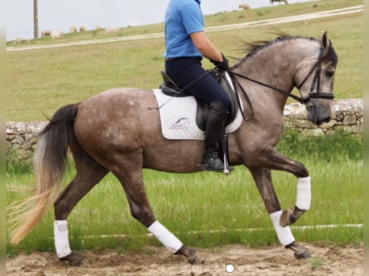 PRE Caballo castrado 9 años 157 cm Tordo rodado in Bundenbach