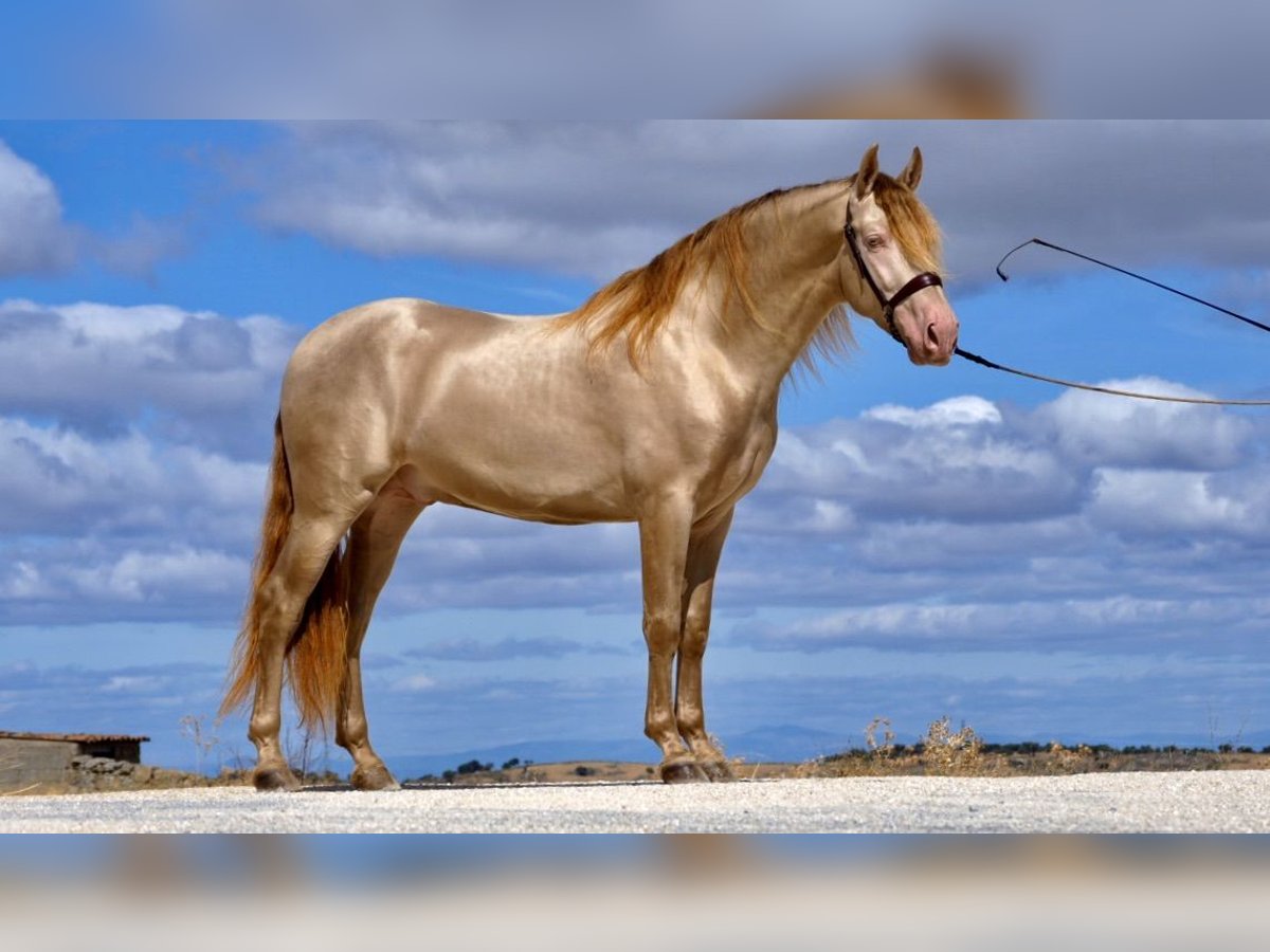 PRE Caballo castrado 9 años 158 cm Perlino in Genève