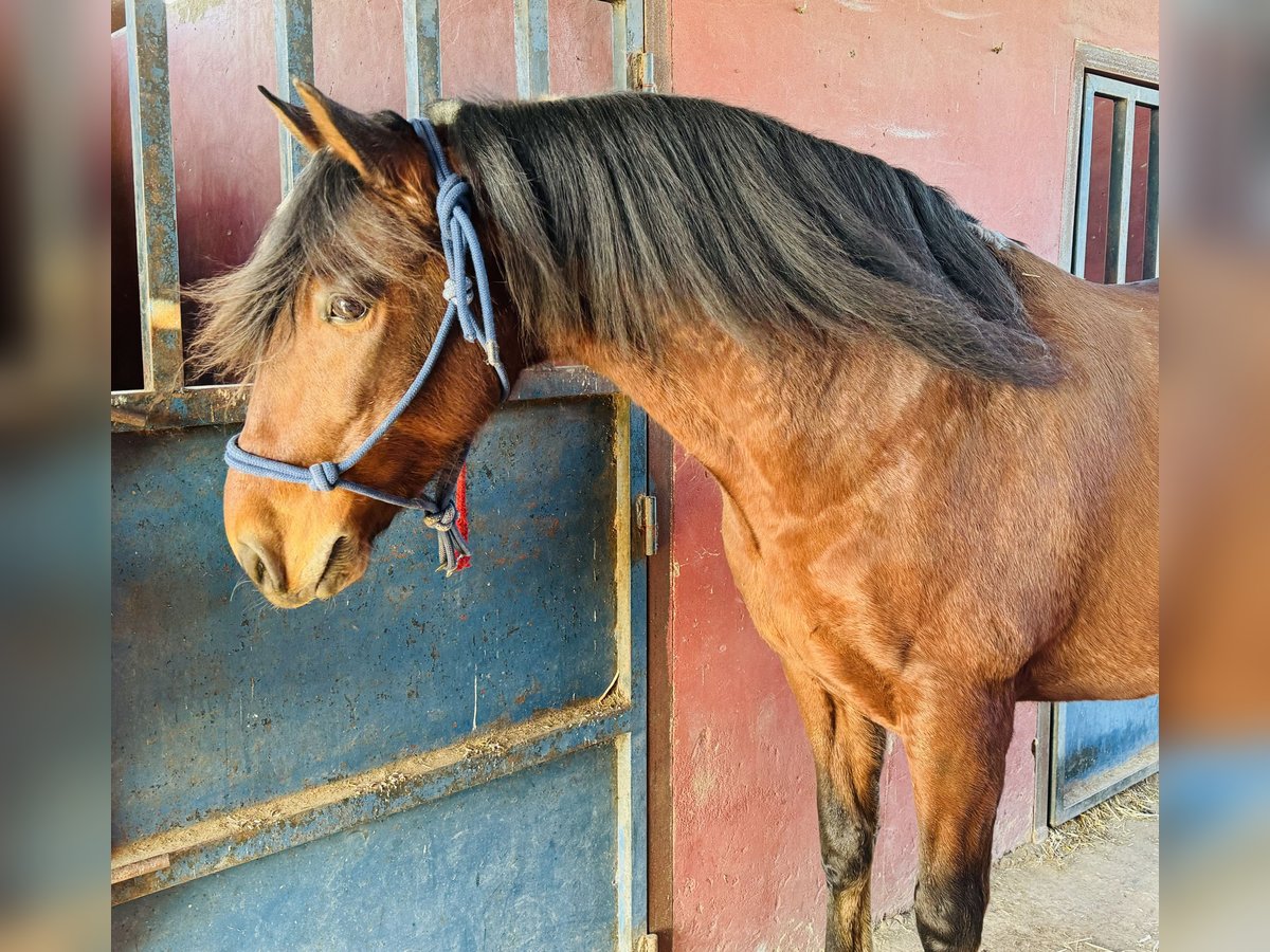 PRE Mestizo Caballo castrado 9 años 160 cm Castaño claro in Talarrubias