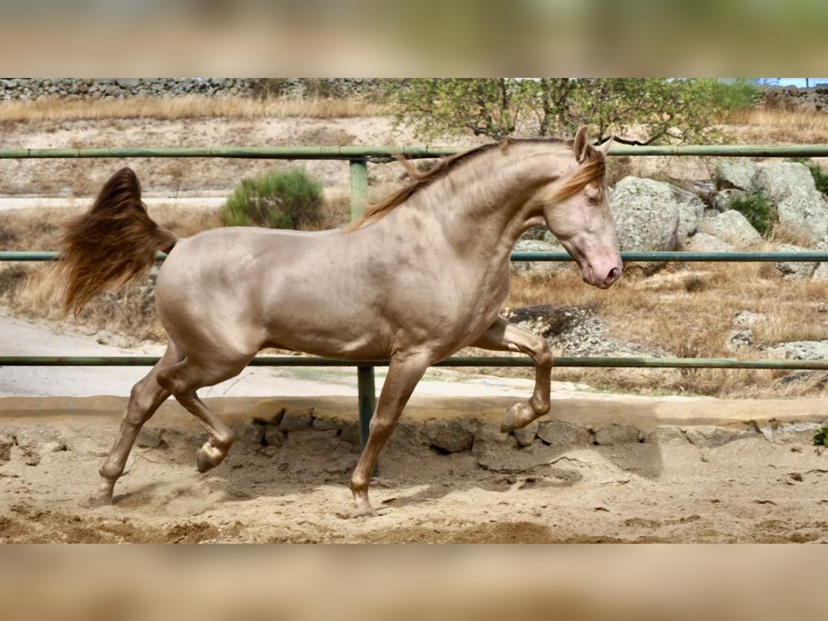 PRE Caballo castrado 9 años 160 cm Perlino in Genève