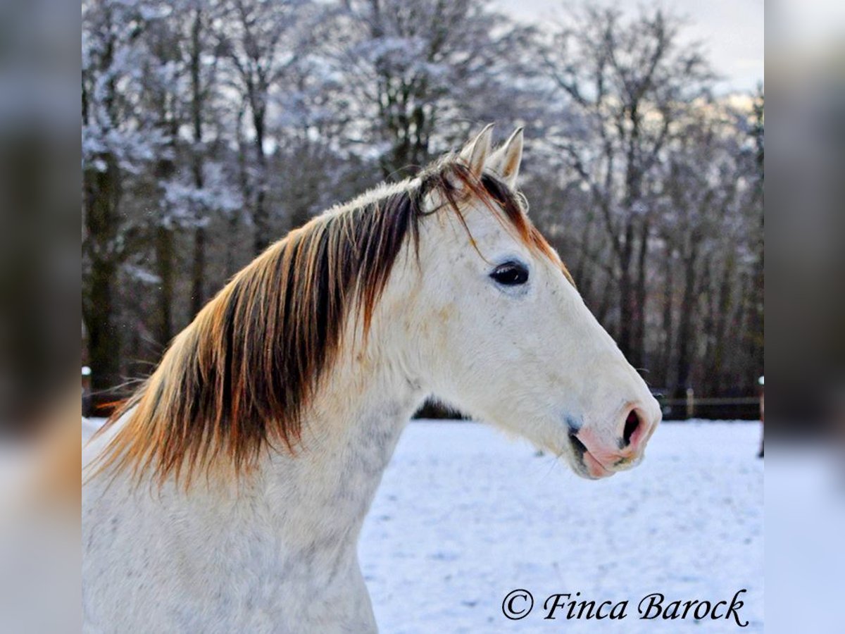 PRE Caballo castrado 9 años 160 cm Tordo in Wiebelsheim