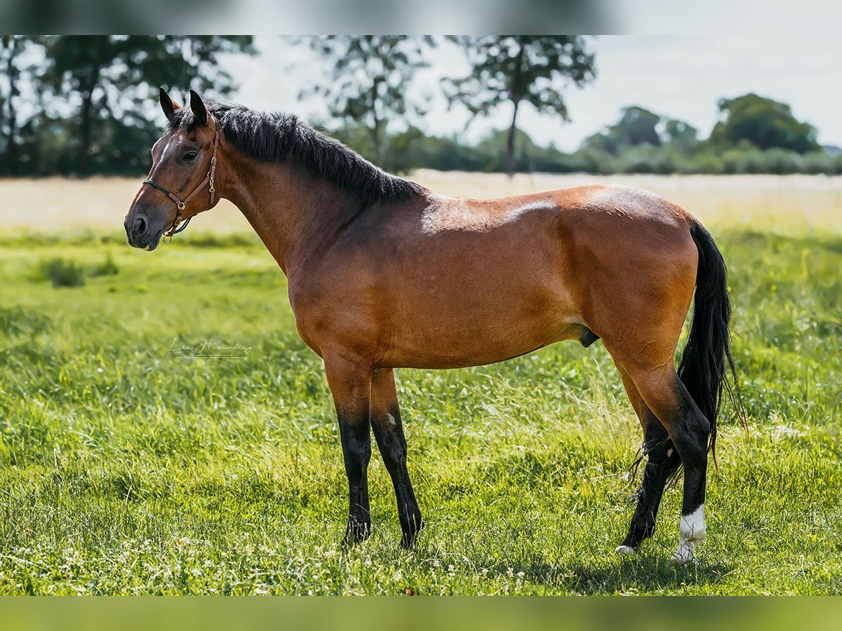 PRE Mestizo Caballo castrado 9 años 162 cm Castaño in Bötersen