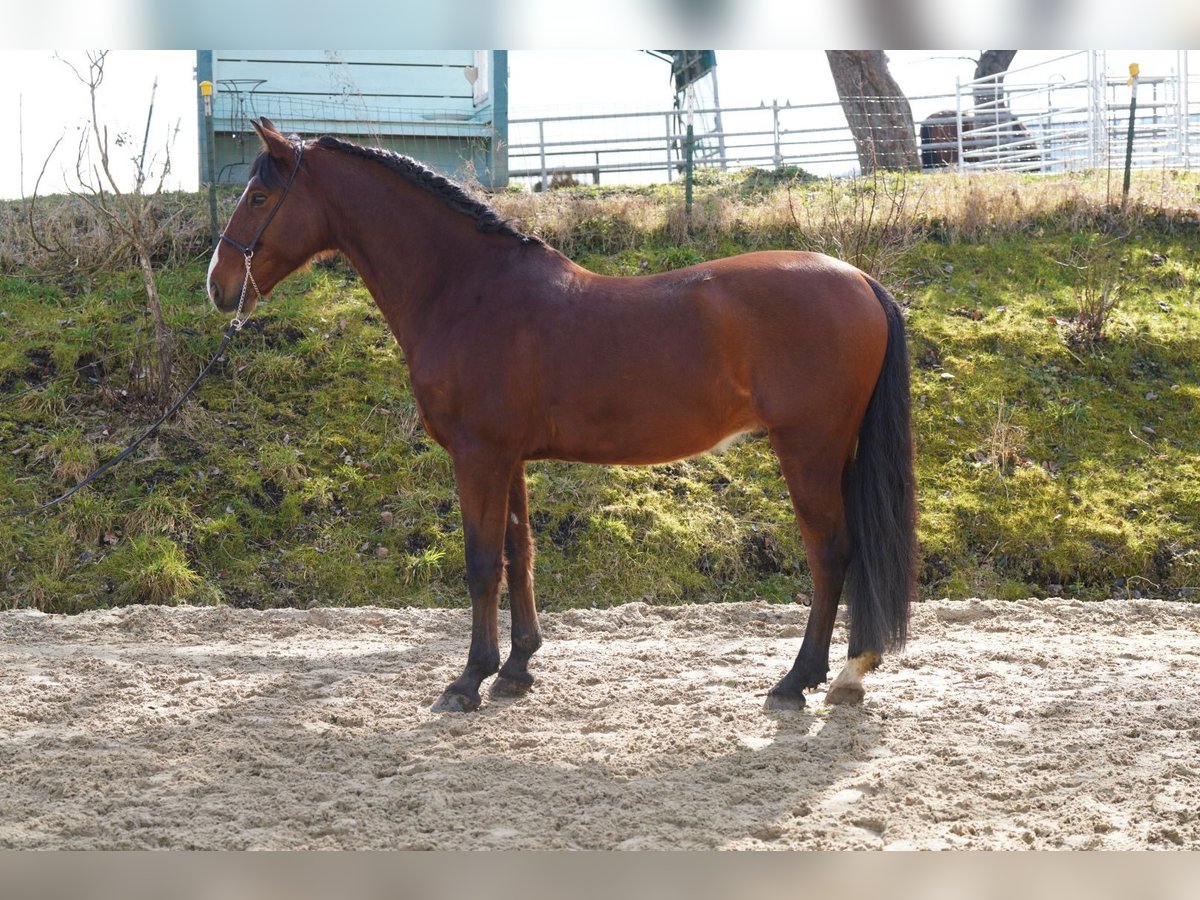 PRE Mestizo Caballo castrado 9 años 162 cm Castaño oscuro in Krumbach