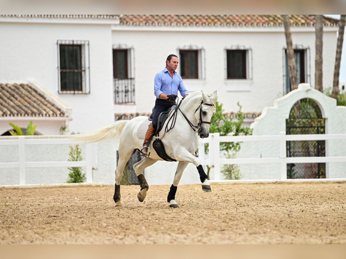 PRE Caballo castrado 9 años 163 cm Tordo in Manilva