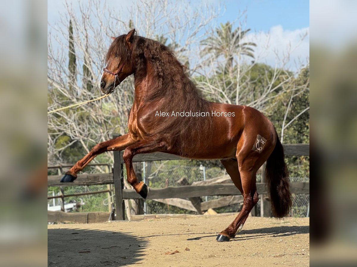 PRE Mestizo Caballo castrado 9 años 164 cm Alazán-tostado in Sevilla