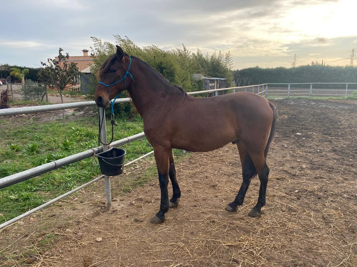 PRE Caballo castrado 9 años 164 cm Castaño in Bunyola