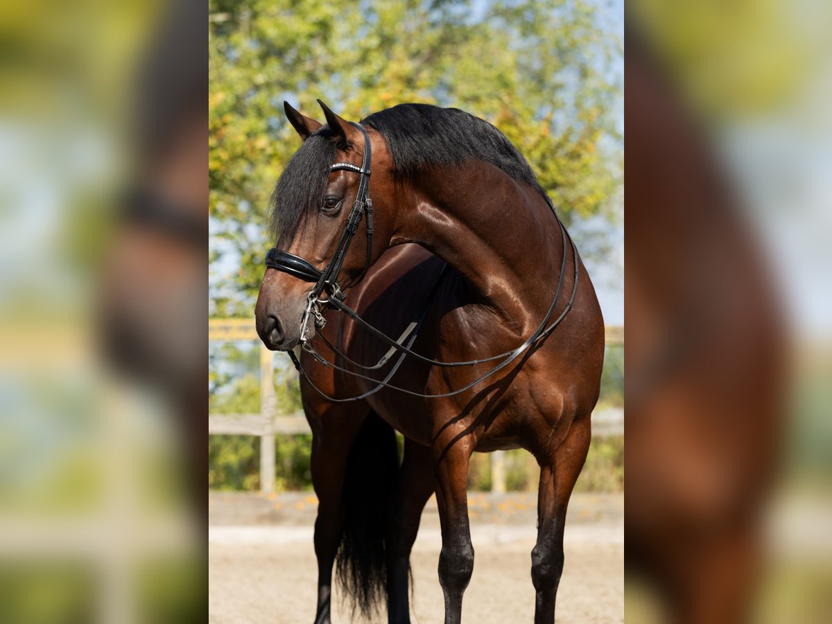 PRE Mestizo Caballo castrado 9 años 165 cm Castaño in Sm