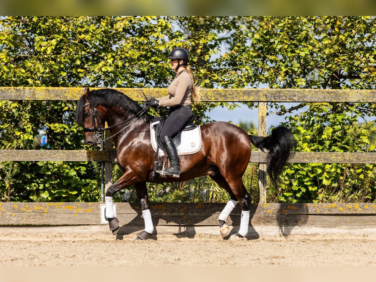 PRE Mestizo Caballo castrado 9 años 165 cm Castaño in Sm