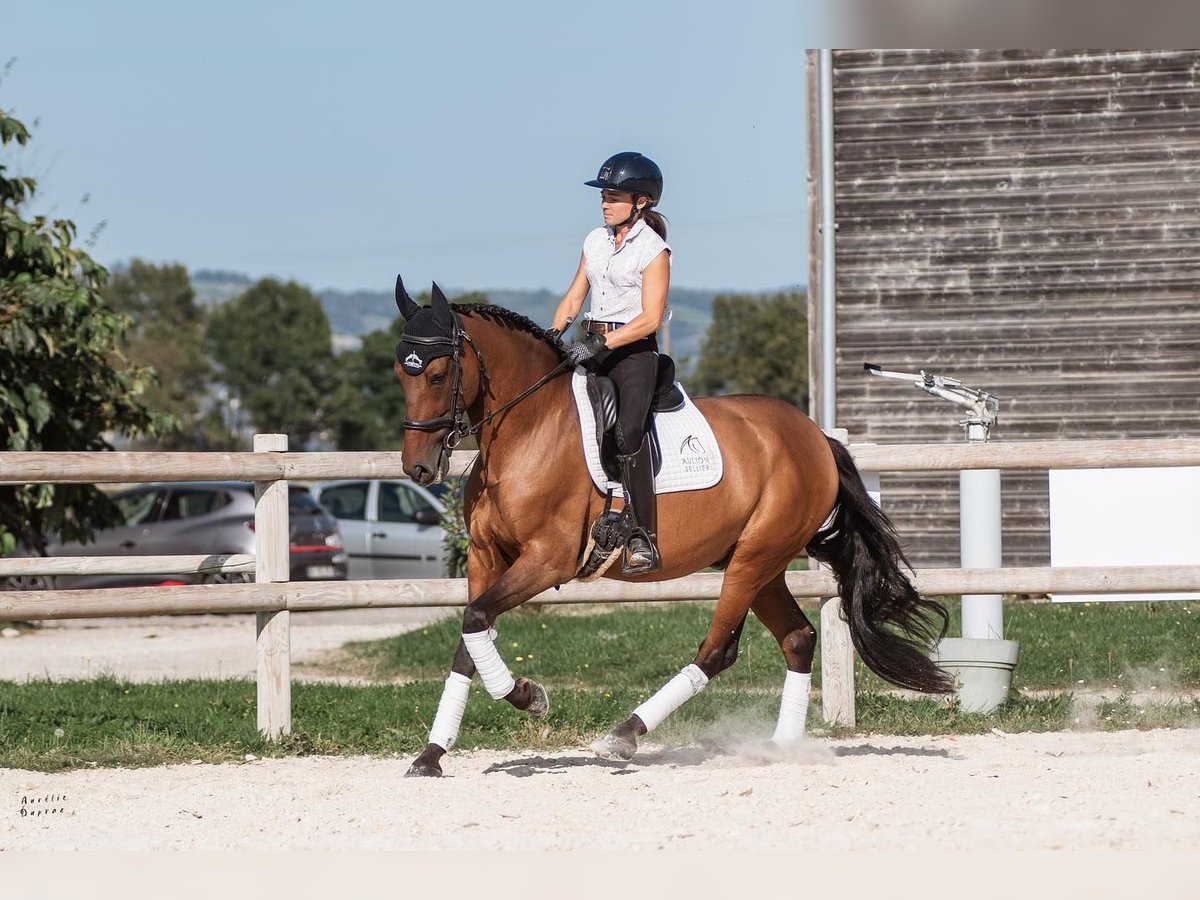 PRE Mestizo Caballo castrado 9 años 165 cm Castaño in Voiron