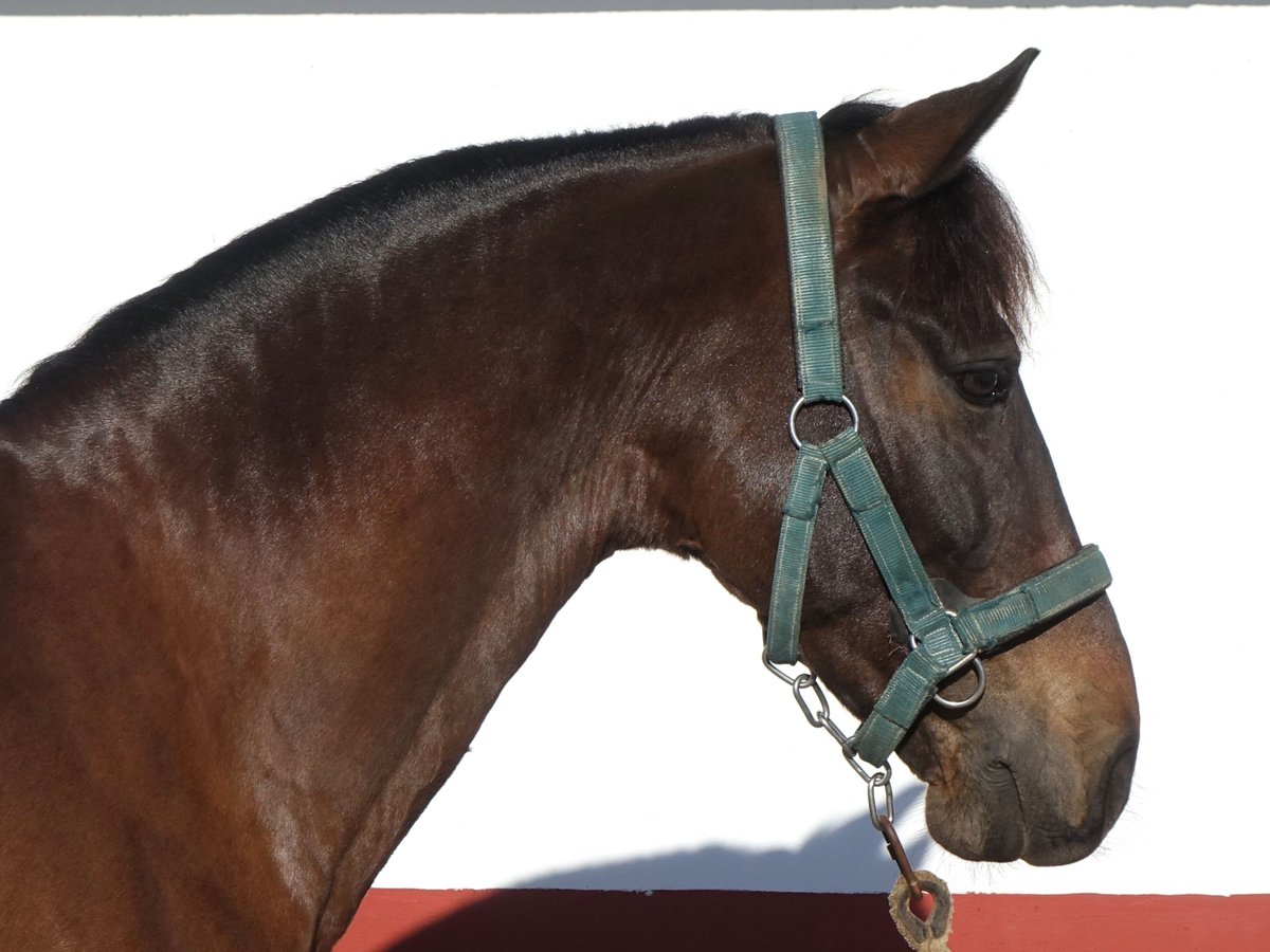 PRE Mestizo Caballo castrado 9 años 165 cm Castaño oscuro in Bobadilla (Estacion)