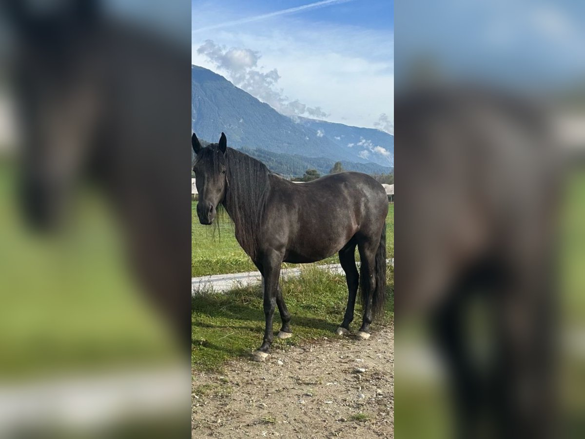 PRE Caballo castrado 9 años 165 cm Negro in Jettingen-Scheppach