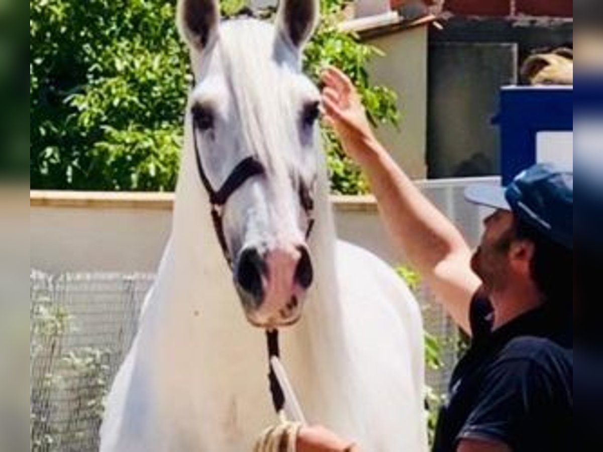 PRE Mestizo Caballo castrado 9 años 165 cm Tordo in Murcia