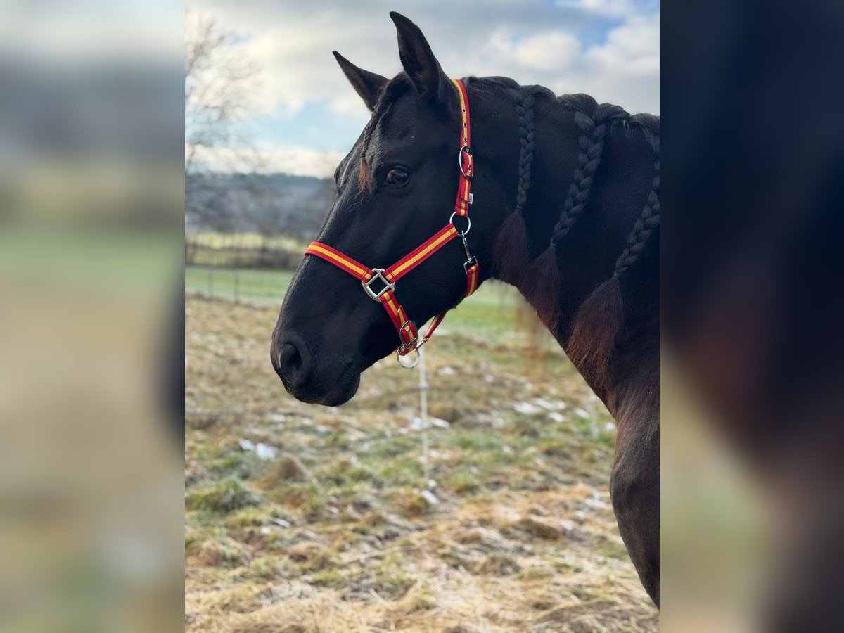 PRE Caballo castrado 9 años 166 cm Castaño oscuro in Reiskirchen