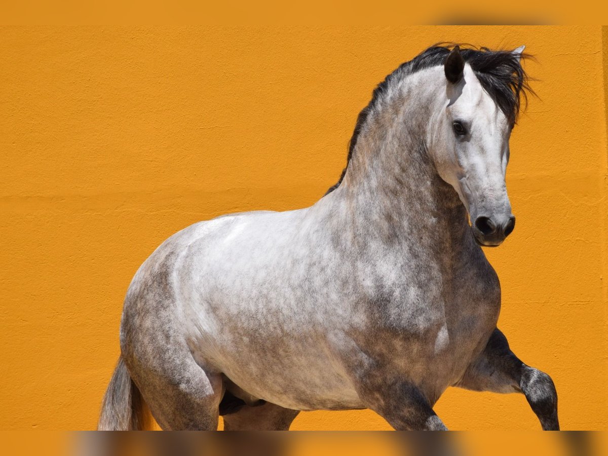 PRE Mestizo Caballo castrado 9 años 166 cm Tordo in Altenm&#xFC;nster