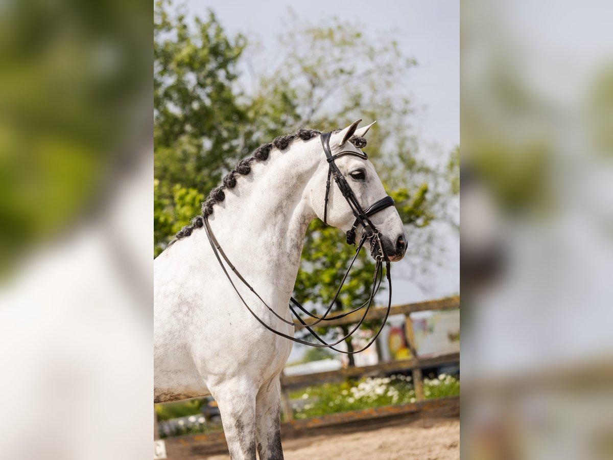 PRE Mestizo Caballo castrado 9 años 168 cm Tordo in Sm