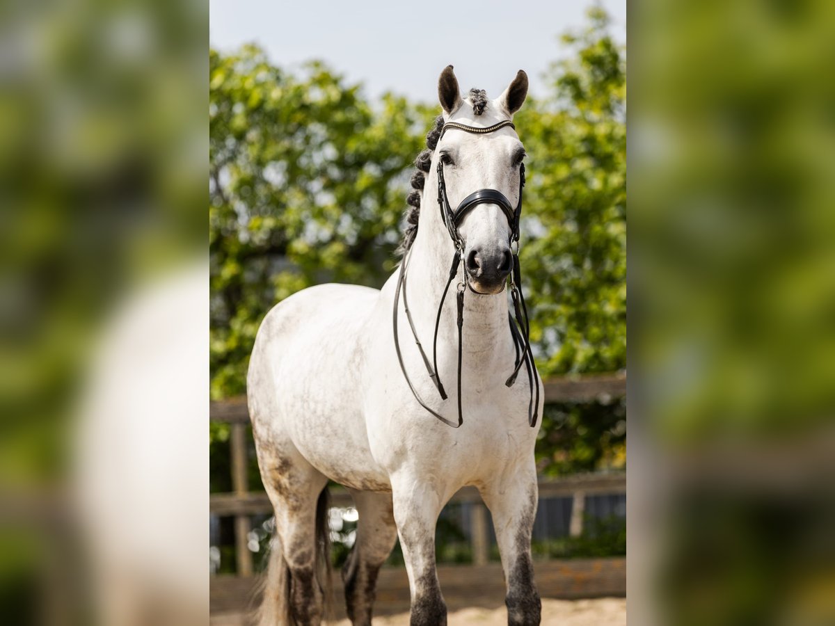 PRE Mestizo Caballo castrado 9 años 168 cm Tordo in Sm