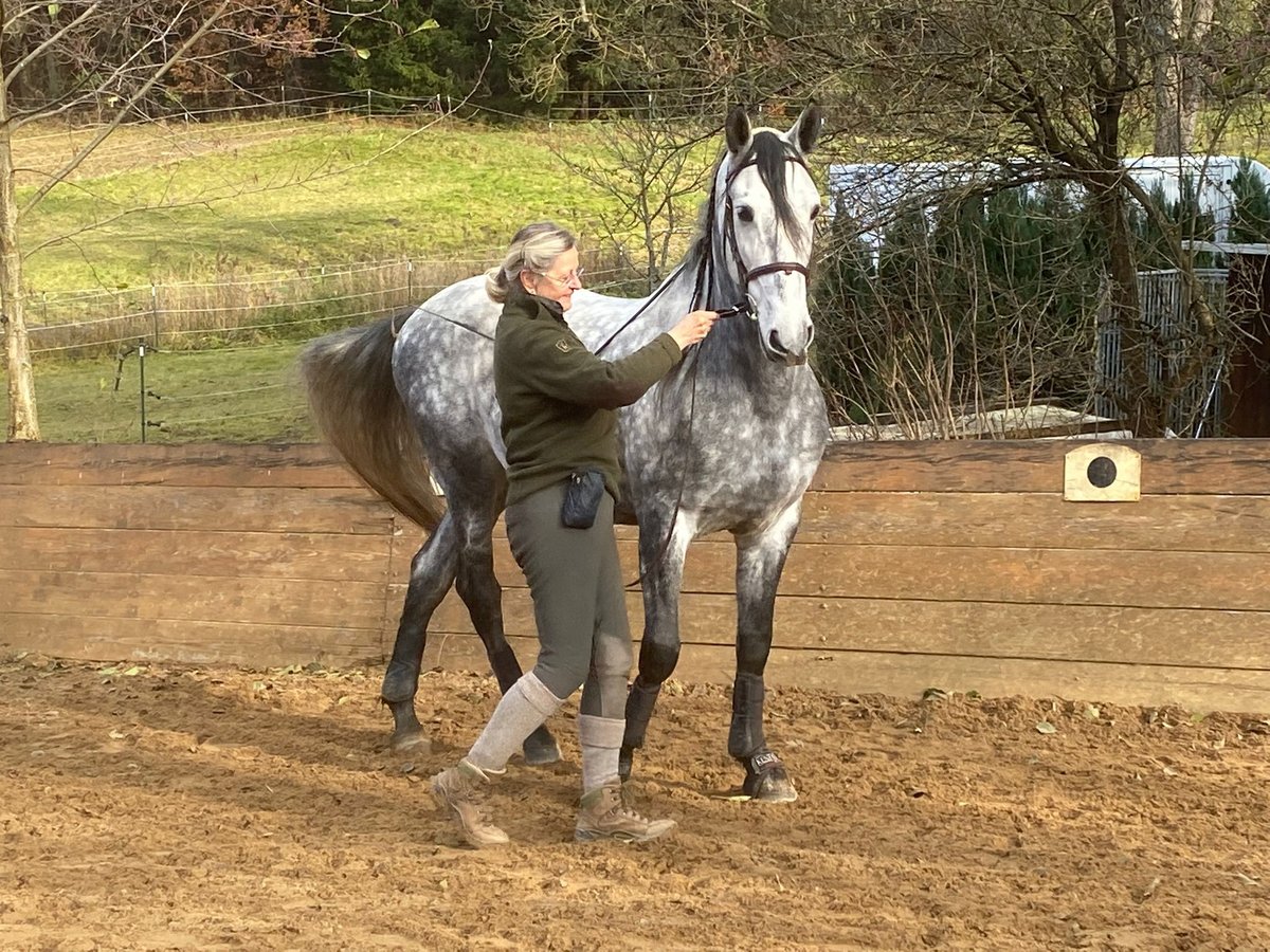 PRE Mestizo Caballo castrado 9 años 170 cm Tordo rodado in Schlierbach