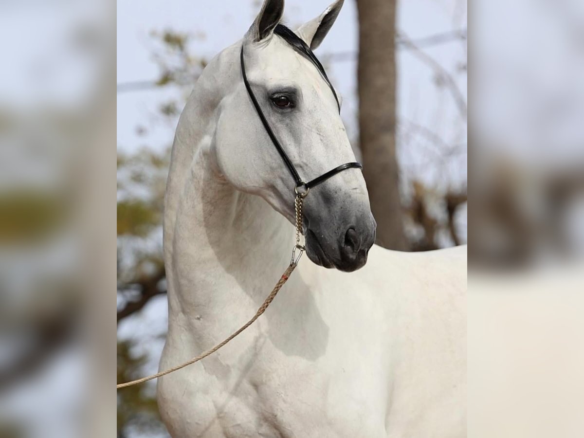 PRE Mestizo Caballo castrado 9 años 171 cm Tordo in Valldoriolf (Vilanova Del Valles)