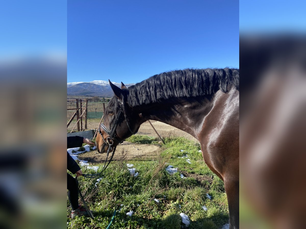 PRE Mestizo Caballo castrado 9 años 172 cm in El Barco De Avila