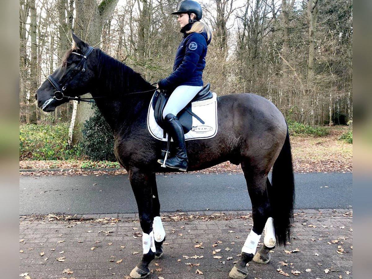 PRE Mestizo Caballo castrado 9 años 172 cm Negro in Bötersen