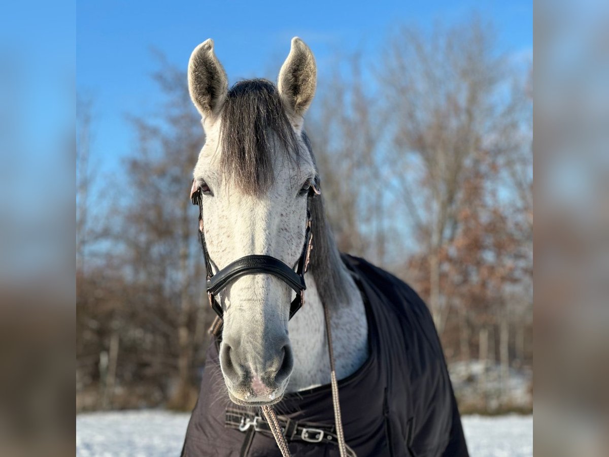 PRE Mestizo Caballo castrado 9 años 172 cm Tordo picazo in Dresden