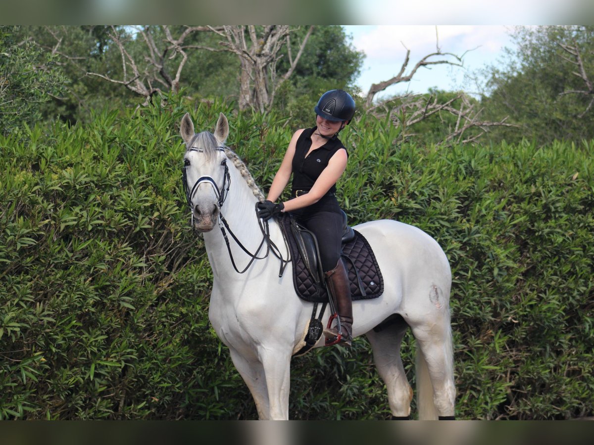 PRE Mestizo Caballo castrado 9 años 172 cm Tordo rodado in Martfeld PRE Mestizo Caballo castrado 9 años 172 cm Tordo rodado in Martfeld