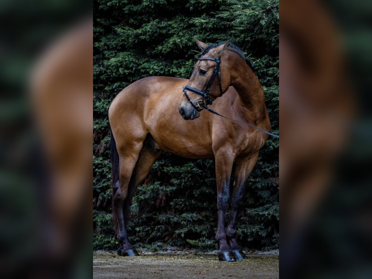 PRE Mestizo Caballo castrado 9 años 173 cm Buckskin/Bayo in NAVAS DEL MADRONO