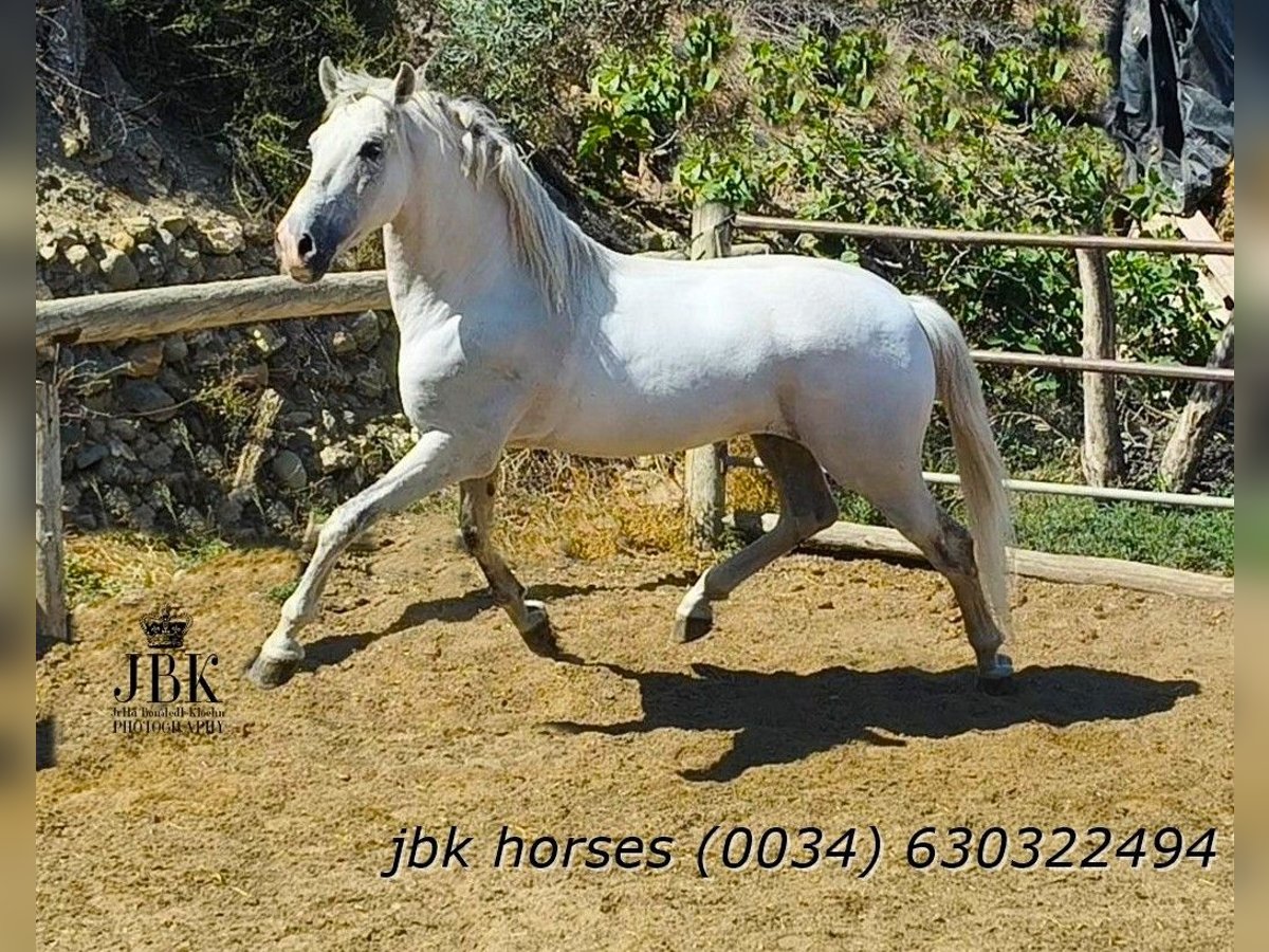 PRE Castrone 10 Anni 158 cm Grigio in Tabernas Almeria