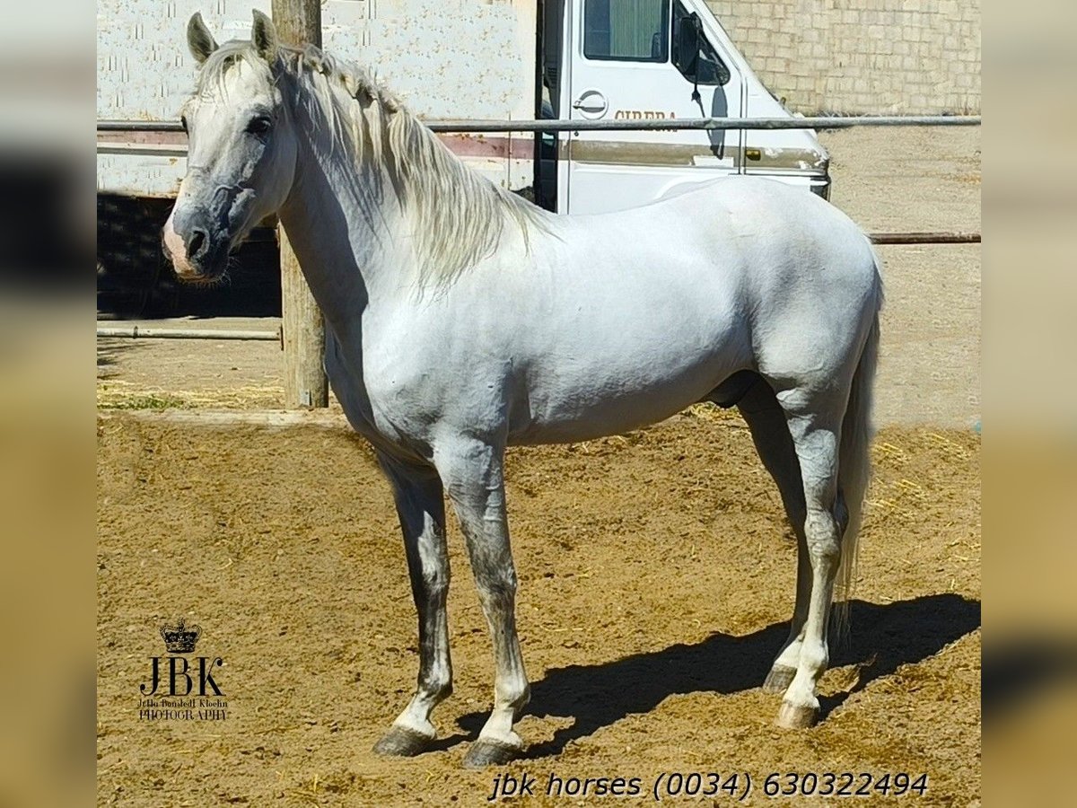 PRE Mix Castrone 10 Anni 158 cm Grigio in Tabernas Almeria
